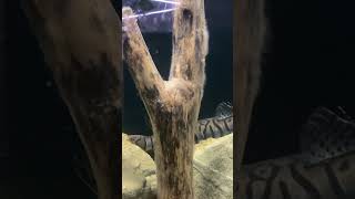 Big fish almost knocks guy off the ladder  #thefishcorner #foryou #fishroom #bigfish #catfish