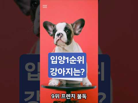 2024 세계 인기강아지 순위 TOP10#반려견#세계랭킹 #이슈