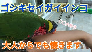 ゴシキセイガイインコ 染五郎 成鳥から飼ってもここまで懐く!!飼い主の意外な部分が好き