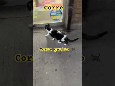 # 🐈‍⬛ corre a la tienda que abrieron y el va a trabajar en la bodega saca los ratones 🐁