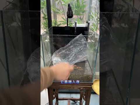 #鱼缸造景 简简单单就好，这样的造景没花什么钱#我在你的城市追光