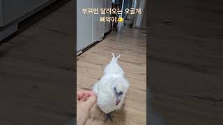 이름 부르면 달려오는 백봉오골계🐤 Calling Piyak #애완닭 #삐약이 #whitesilkychicken #lovelychicken #반려동물 #백봉오골계 #piyak