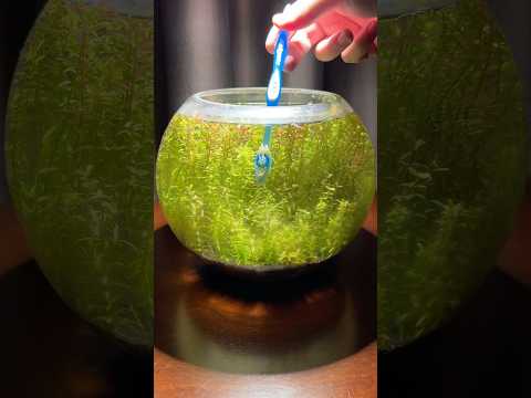 Cheap aquarium tool for cleaning algae