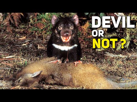 TASMANIAN DEVIL ─ The Cutest Devil There is  !!