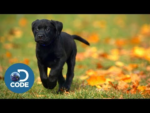 Cuteness Alert! The Journey of Newborn Puppies