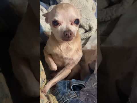 #How to House train your Chihuahua the humane and loving way  !!!