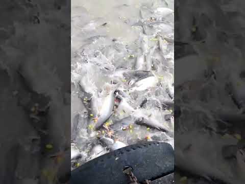 Feed the fish near Thai temple
