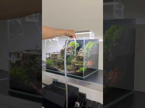 Nano clean & water change #aquascape #aquascaping #aquarium #plantedaquarium #plantedtank #fishtank