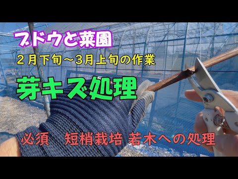 ブドウと菜園　2月下旬～3月上旬の作業　芽キズ処理