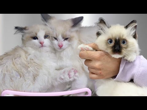 Ragdoll Kittens Get Their First Bath 😭 RAGDOLL KITTENS!