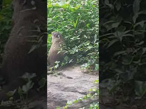 I spotted a groundhog on the park at dyckman st 😳😊👍