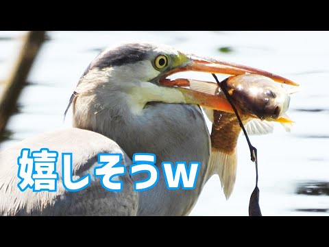 アオサギ・シギの捕食の様子