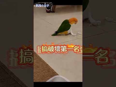 跟我的金頭凱克橘子說再見，記得你每一個可愛的樣子