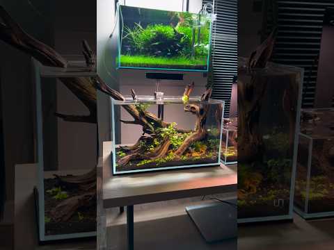 Incredible set up 😍 Beautiful aquarium