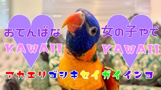 【えとぴりかOSAKA】遊んでアピールがすごいインコ！【アカエリゴシキセイガイインコ・Red-collared Lorikeet】
