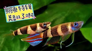 非洲鳉鱼饲养方式及10个常见品种介绍！
