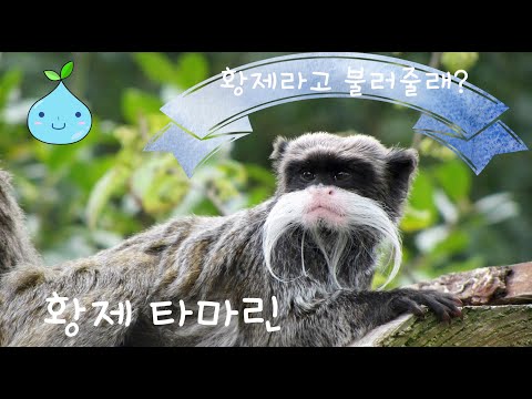 emperor tamarin