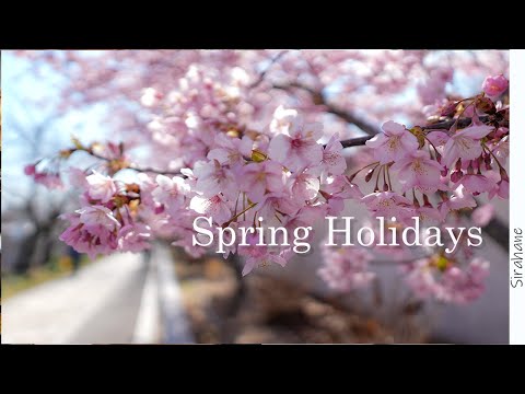 河津桜を眺めて心と体を整える休日｜倉敷川千本桜｜妙林寺