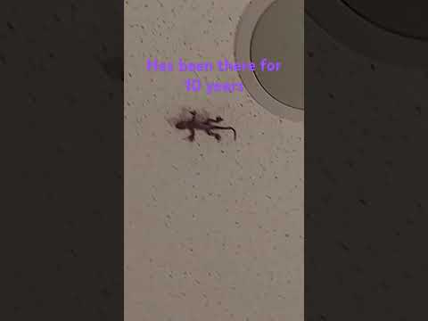 Superspiderlizard