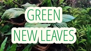 Melting Leaves are NOT a Sign of a Sick Plant