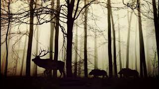 Relaxing Music "FROLIC" #PIANOMUSIC #RELAXINGMUSIC #COMFORTMUSIC #PEACE #AMBIENTMUSIC #POSITIVE