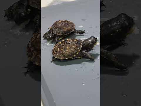 Baby box turtles at the aquarium!