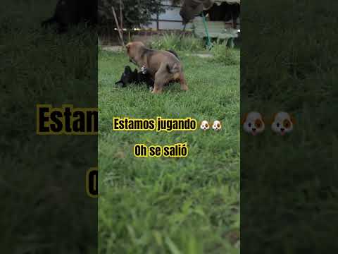 #🐶🐶jugando y se salió un escucha 👂 bien 😊 🥰ven a jugar