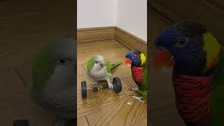 自転車練習中のオキナインコメロンちゃん…ですが…❓ #オキナインコ #ゴシキセイガイインコ