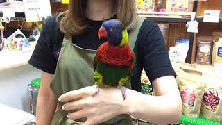2019.7.26えとぴりかTOKYOフトフムネゴシキセイガイインコ