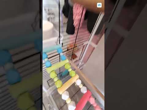 鸚鵡豪華大鳥籠]