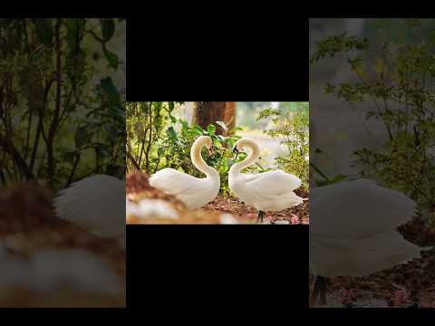 Did you know swans mate for life? This elegant dance is their love language! 🦢 #birdwatching #swans