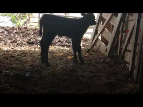Newest calf. Brand new baby boy!!