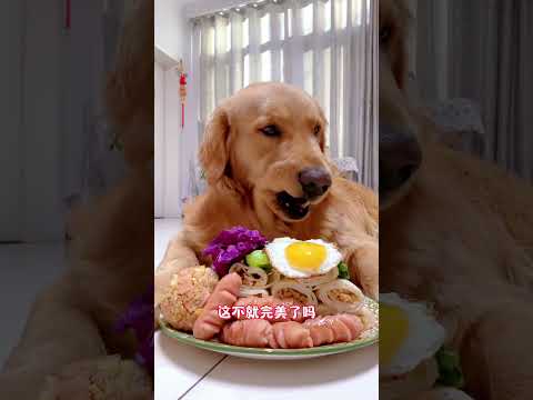 【毛孩子的日常】狗子開飯#萌宠出道计划 #金毛犬 #萌宠#可爱 #可爱到爆炸 #狗子 #shorts