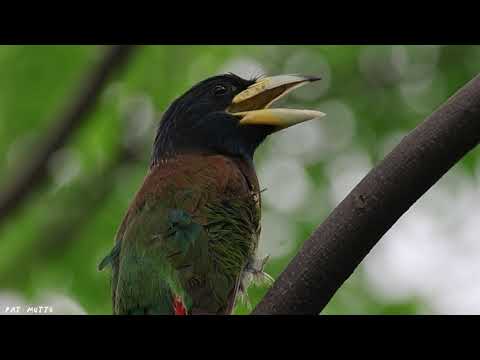 【悠遊鳥】4K | 大擬啄木鳥 | Great Barbet | 劇院式製作 | Cinematic Production