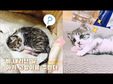 아기 고양이 햇살이의 성장 과정 | 2015년 나는 갑자기 집사가 되었다😵 | 냥줍 | 고양이 확대범