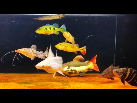 My Monster Fish Community Tank Project- Amazing Monster Fish Tank, Peacock Bass, Oscar fish, Catfish