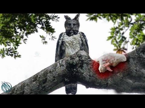 HARPY EAGLE ─ Monkeys and Sloths' Worst Nightmare