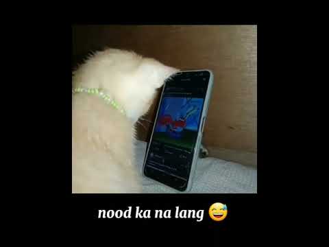 Kids pet #catlover
