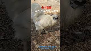 순수혈통 토종 턱보백봉 오골계 & 청계종계농장, 2025,5,20,