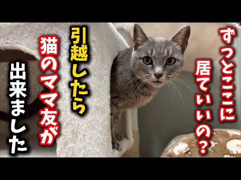 I moved to a cat shelter and made some cat mom friends