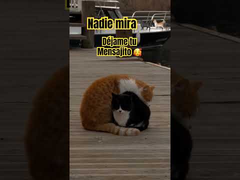 # 🐈 🐈‍⬛ estoy triste déjame tu mensaje positivo Gracias ❤️