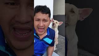 SMART DOG THEO #dog #dogshorts #doglovers #Theo