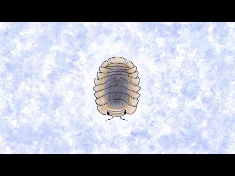 music for bugs - isopod