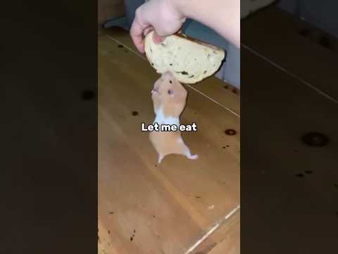 Let me eat 🥺 #animals #anime #hamsterkombat