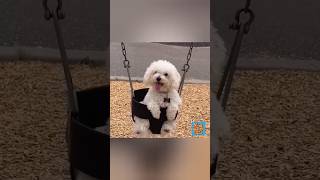 How is this even THIS cute?! #CuteDogs #shorts #pets #PuppyLove #FunnyDogs #DogLovers #viralvideo