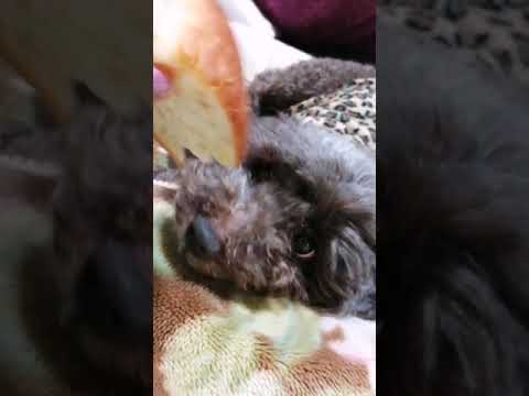 犬 と パン
