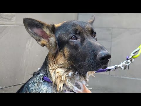 A skeptical German Shepherd makes the most hilarious faces