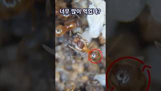 개미가 먹이를 토했다가 다시 먹는 이유?｜The shocking behavior of the Nylanderia flavipes