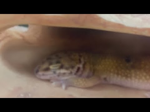 おやすみトカゲ-Goodnight Lizard