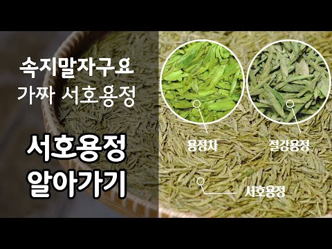 서호용정차 알아가기 | 다리미로 눌러놓은 납작한 녹차가 있어요 | 절강대 티마스터가 전하는 차이야기